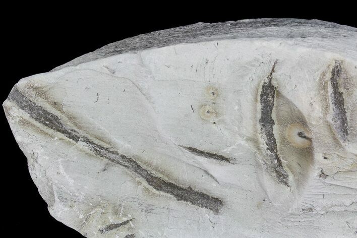 Ediacaran Aged Fossil Worms (Sabellidites) - Estonia #73531
